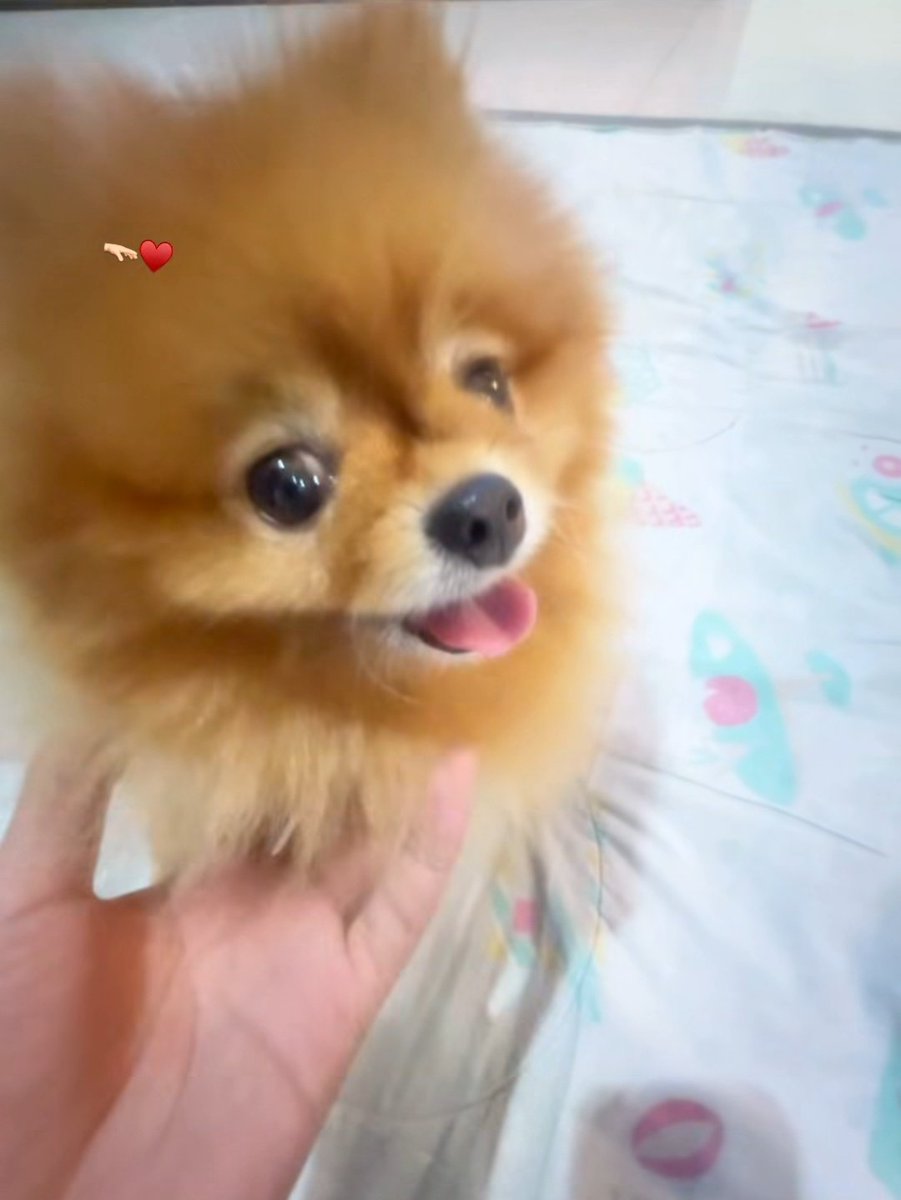 Otto got a dog ? This is so cute istg 🥹🩷 What's his name though ?