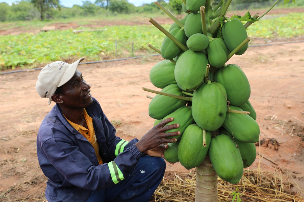 UNDP Zimbabwe tweet media