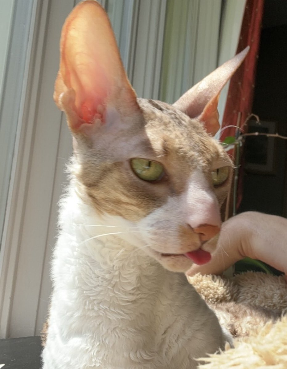 since EVERYONE is hating on joseph here are some pictures where he's looksmaxxing outmogging you all because he is that cat!!!