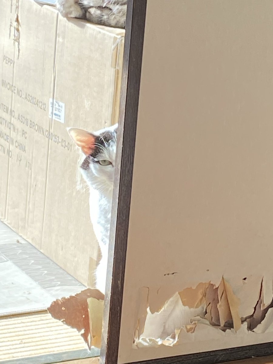 「襖に穴が空いて向こうが見える？気のせい気のせい」

#catbydaylight
#猫のいる生活