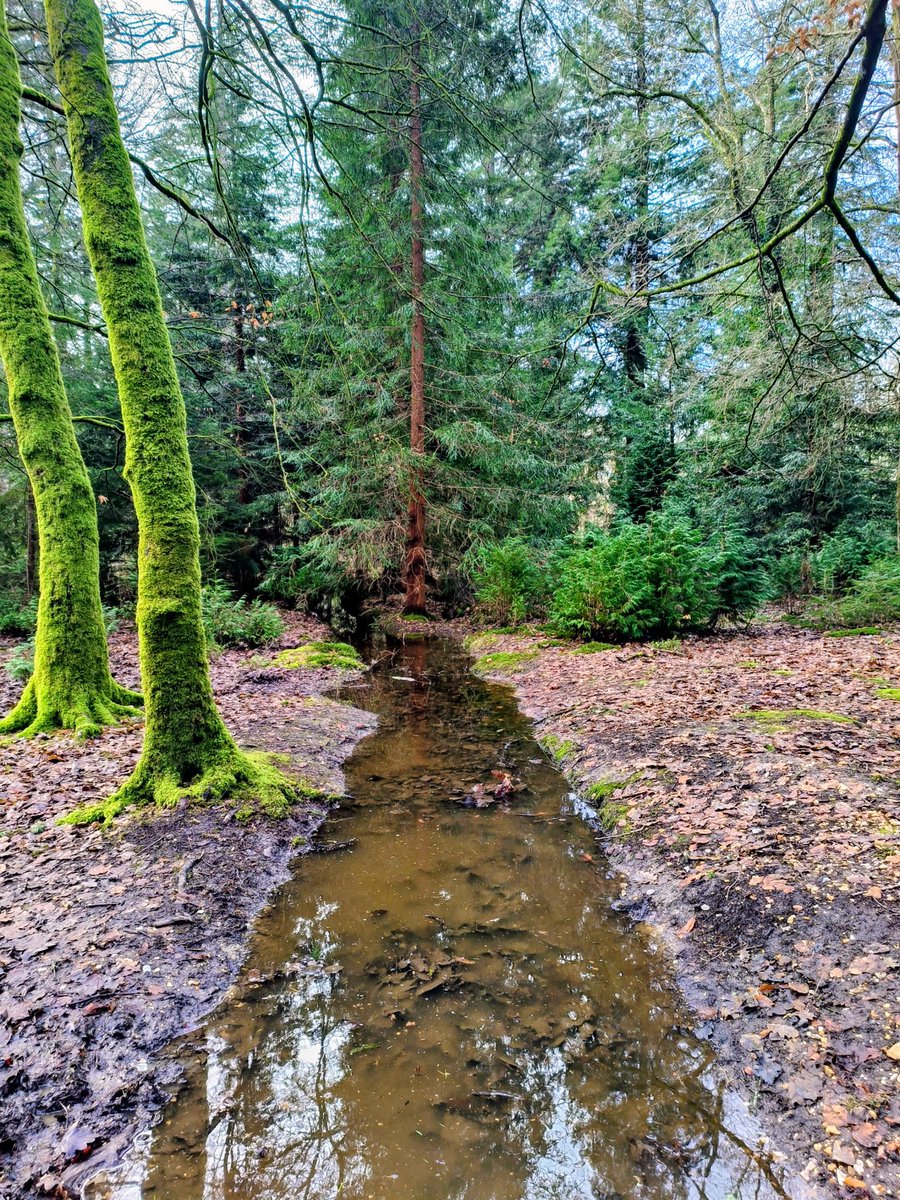 LadyGrace27's tweet image. Still waters, forest reflections...🌿

#WaterWednesday #trees #newforest #NatureLover