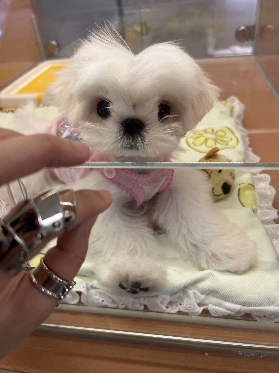 鉄🦔 (@atie1225) / Posts / X