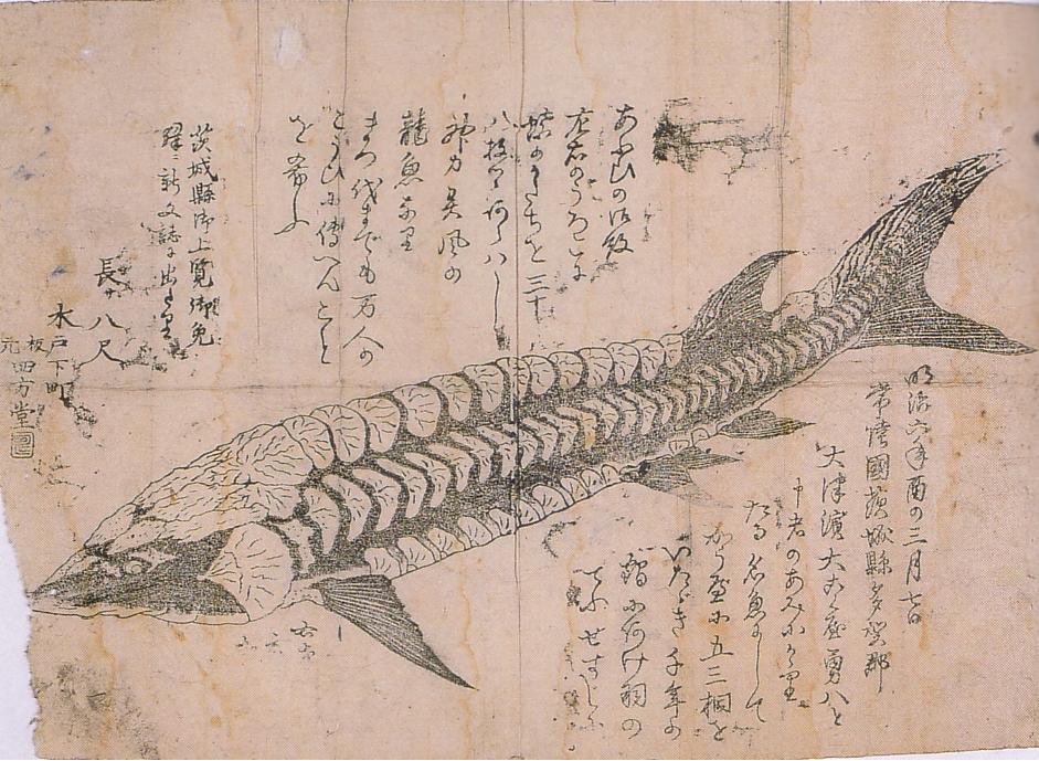 明治時代初期に龍魚っていう謎の魚、つまりUMAがいたんだけど、絵師がとにかく上手だったから、今の人がみるとこの魚の正体がわかる。