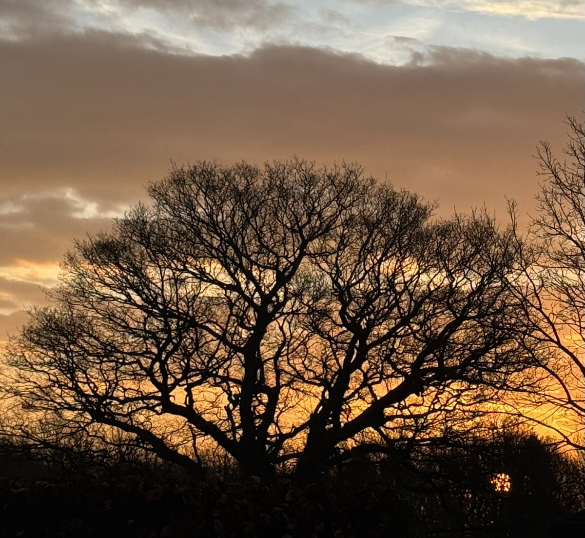 Perfect view before morning run. #TreeClub 🌳🤗

I’m running 40 x 10k’s throughout 2026 for #Childline’s 40th Birthday <a href="/NSPCC/">NSPCC</a> 
Join our team, or donate?💚🤗
justgiving.com/team/listenupa…
#running