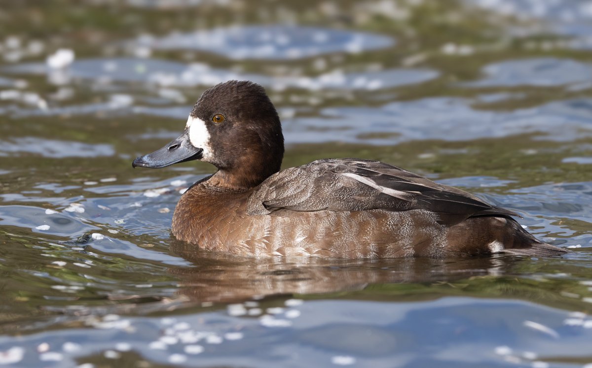 Ashley Howe tweet media