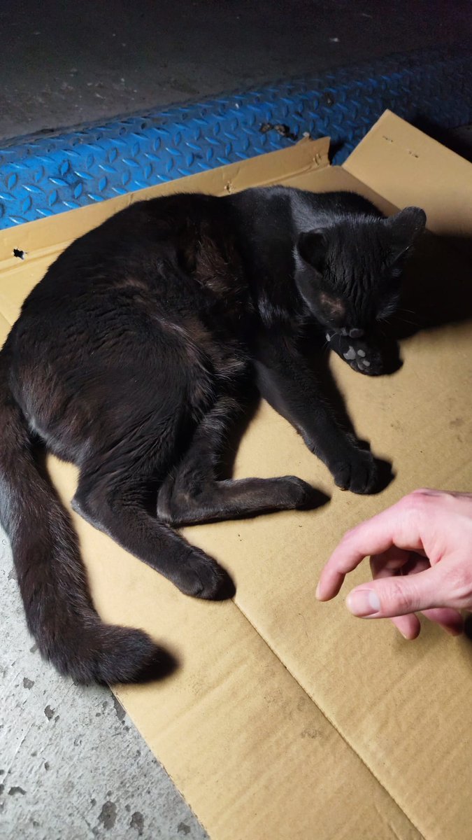 gato encontrado en San Gabriel . esta esterilizado y es muy cariñoso. SI alguien lo conoce llamar al 625060298