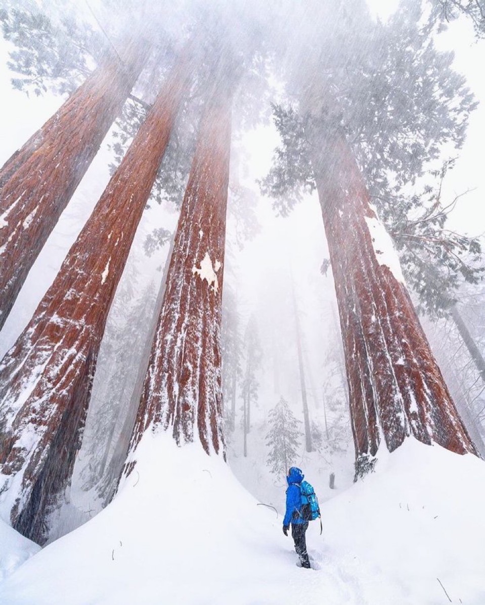 purenature_1's tweet photo. Walking among giants ❄️ #Sequoia https://t.co/F0Y8o8Yy8k