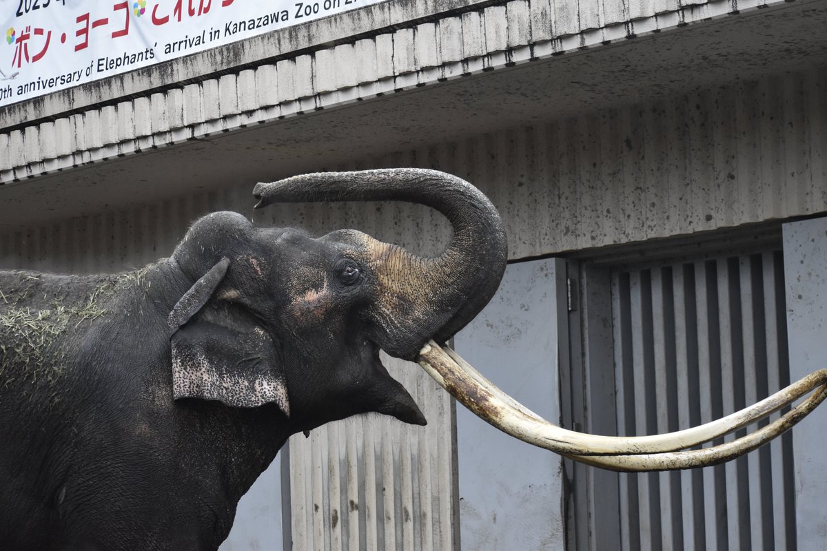 さっちゃん (@Sacchan31) / Posts / X