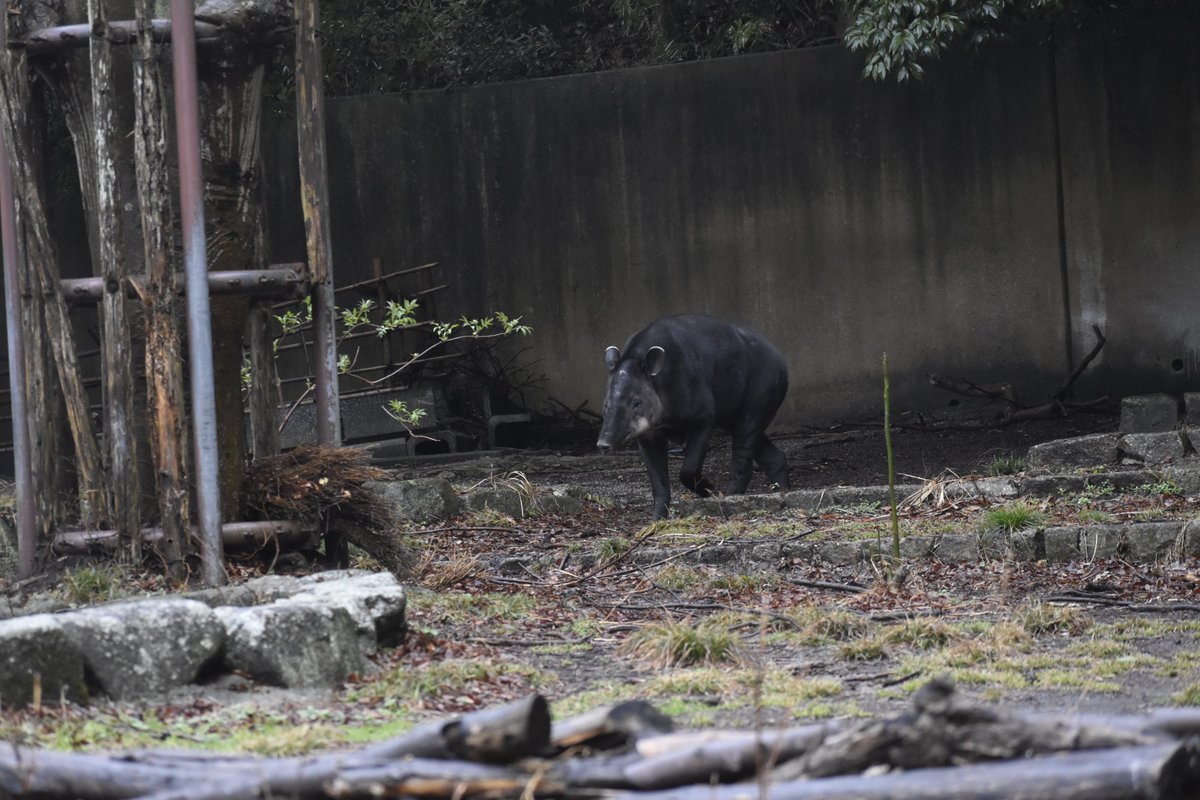 今日は一日雨でした☔
インドゾウのボンは泥浴びをしたり、背中に鼻息を吹きかけたり、インドサイのナラヤニはお気に入りの場所で居眠り、ニホンカモシカのツバキはマーキングにいそしみ、ベアードバクのアグアはなんだか楽しそうに歩きまわっていました。
#雨の日の動物園　#金沢動物園