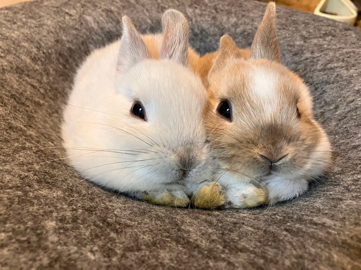 Bunnies tweet media