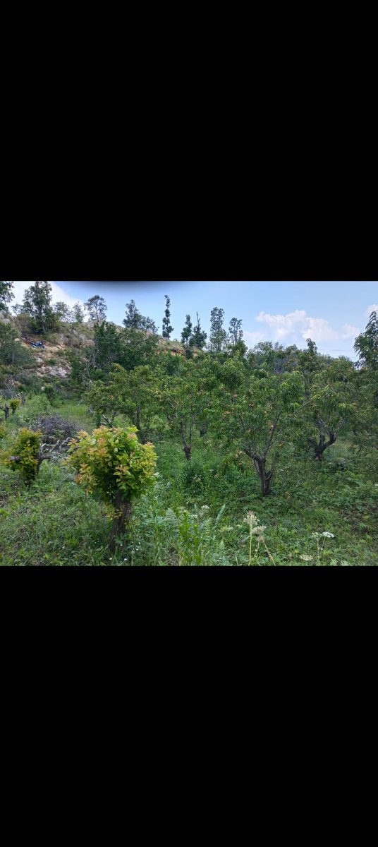 UttarakhandProp's tweet photo. 13 Nali Himalaya View Land for sale in Hartola Mukteshwar 

Price is Rs.28lakhs per Nali

@Mukteshwar_

09720161666 ----> Call us for more info      

https://t.co/mm4YKyP0zw 

#Hartola #Realestate #Property #Nainital #Uttarakhand #NainitalProperties #UttarakhandProperties https://t.co/TFjSfZGeXg