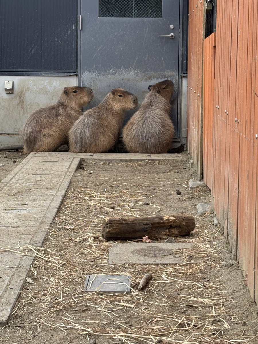 出入り口で集まっていました🤭 #カピバラ #ゴマ #うに #のり #八木山