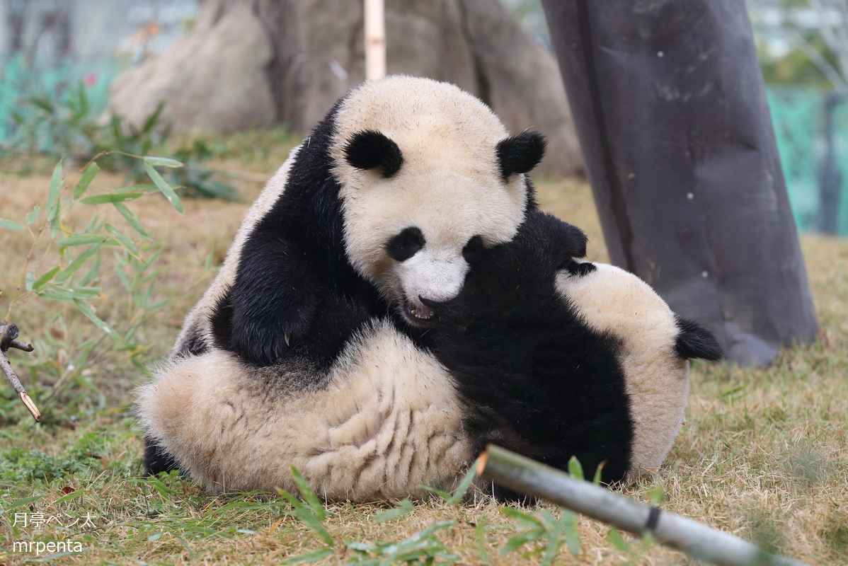 シャオシャオ レイレイ 2022.11.30 #上野動物園