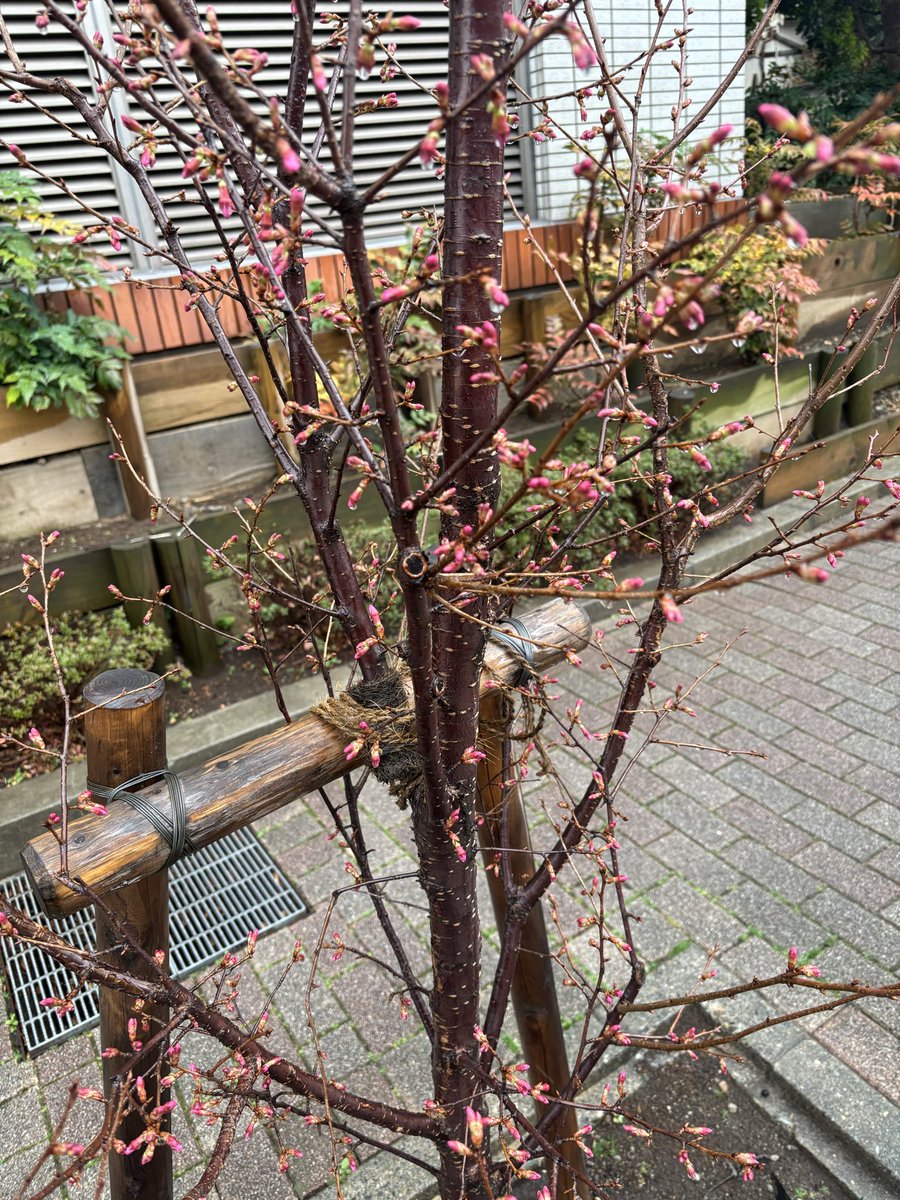 UnpeiH's tweet photo. 家の前にある「おかめ桜」の蕾が色づき���らん来ました。
さて、林家うん平のお花見会の参加者募集です。
『🌸春の三祭り』
歌会、落語、そして飛鳥山公園の桜散策と春を五感で味わう、贅沢な一日をご一緒に過ごしませんか。

#お花見
#飛鳥山公園
#北区
#おかめ桜　
#歌会
#萩原えりこ
#落語
#うん平 https://t.co/A7xNWAGyHS