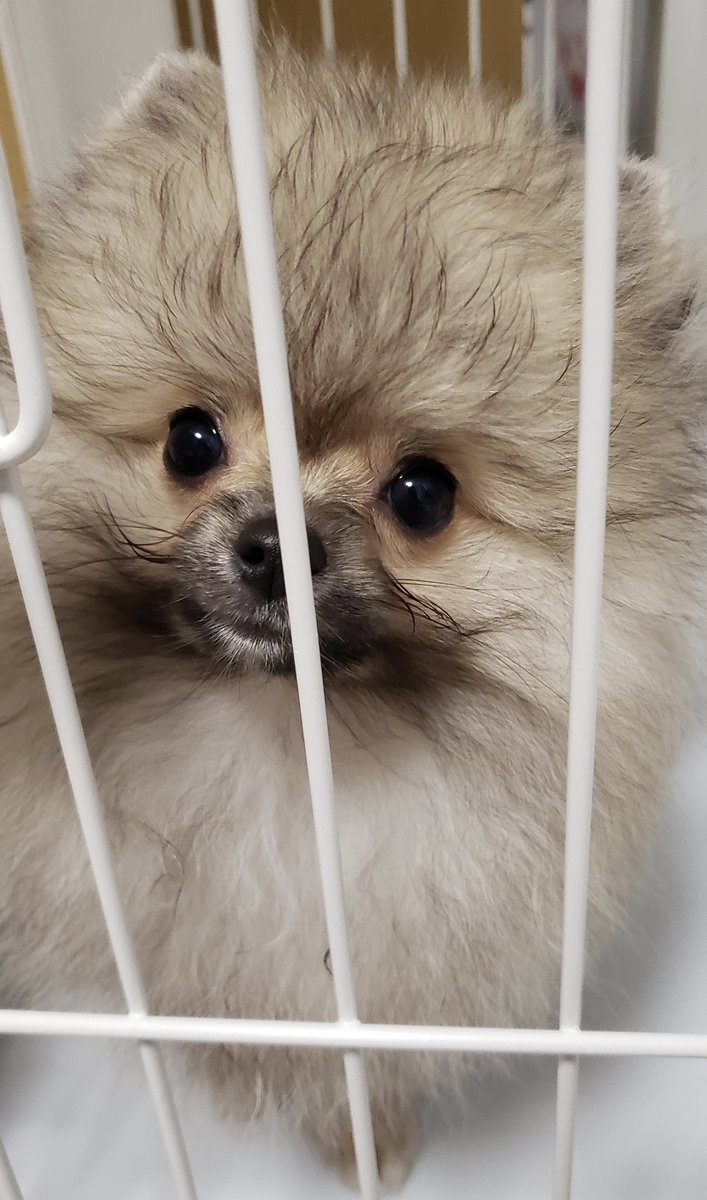 ポメラニアン ボス (@pome_boss0519) / Posts / X