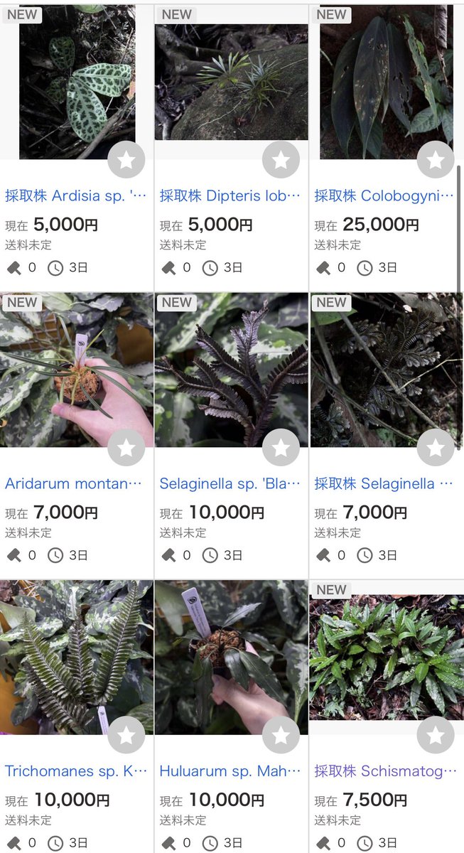 ヤフオクに採取株はじめ色々出品いたしました！ 今週土曜日21時台終了