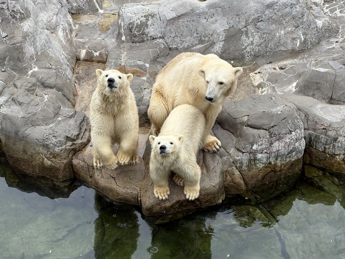 八木山動物公園フジサキの杜【公式】 tweet media