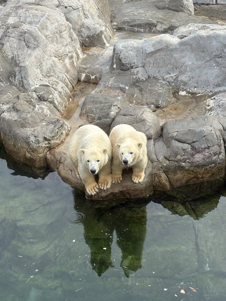 あまりにも可愛いので仙台に行かないと！！
