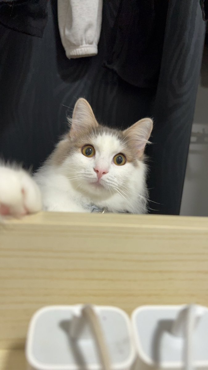 ImomIama's tweet photo. 今日未明猫が脱走してしまいました。
西宮市の皆様見かけましたら、ご連絡お願いいたします。
ノルウェージャンフォレストキャット
1歳
ジェラピケのブルーの首輪をしております。
マイクロチップも装着済みです。￼
#猫 #迷子猫 #ノルウェージャンフォレストキャット https://t.co/5FOA3dwacc