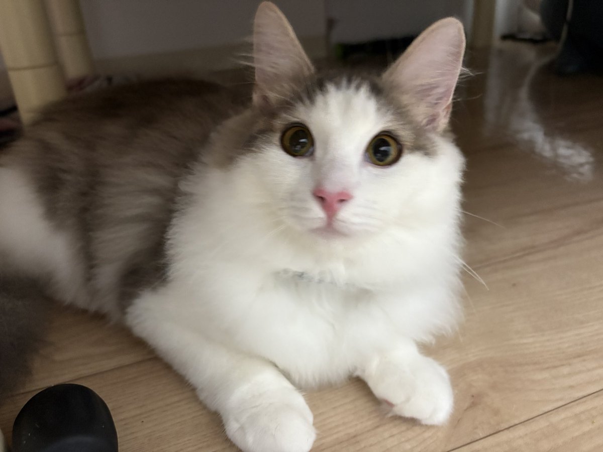 ImomIama's tweet photo. 今日未明猫が脱走してしまいました。
西宮市の皆様見かけましたら、ご連絡お願いいたします。
ノルウェージャンフォレストキャット
1歳
ジェラピケのブルーの首輪をしております。
マイクロチップも装着済みです。￼
#猫 #迷子猫 #ノルウェージャンフォレストキャット https://t.co/5FOA3dwacc