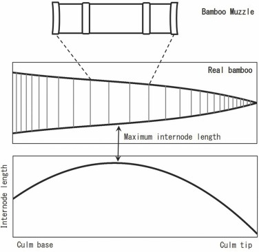 InterRad XV ＜放散虫情報＞ tweet media