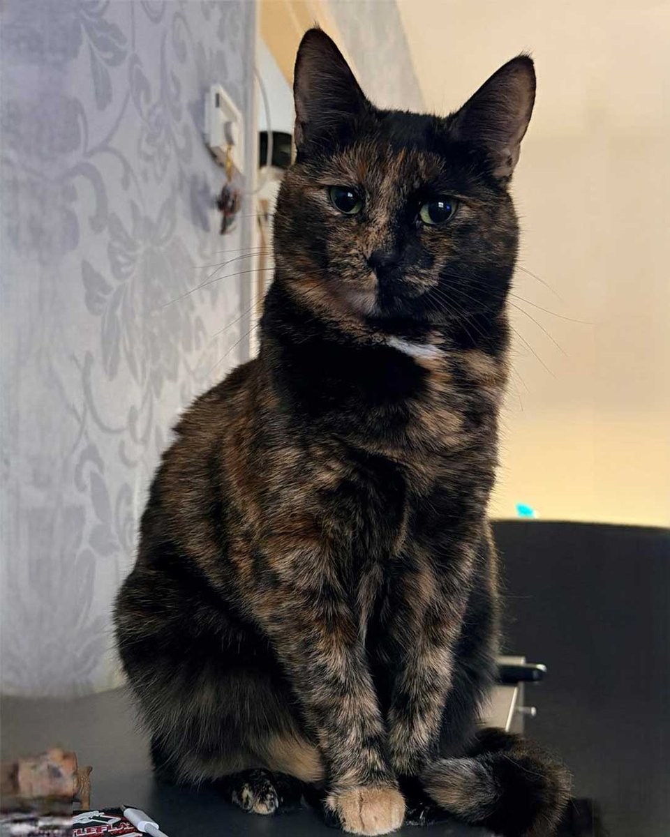 _ViralCats_'s tweet image. My lady, Zoë. 💖
Photo by Nadine ThijsEmma.
#cutecats #cutecat #beautifulcat #cats #cat #kitty #cute #adorablecat #adorablecats #pets #ViralCats