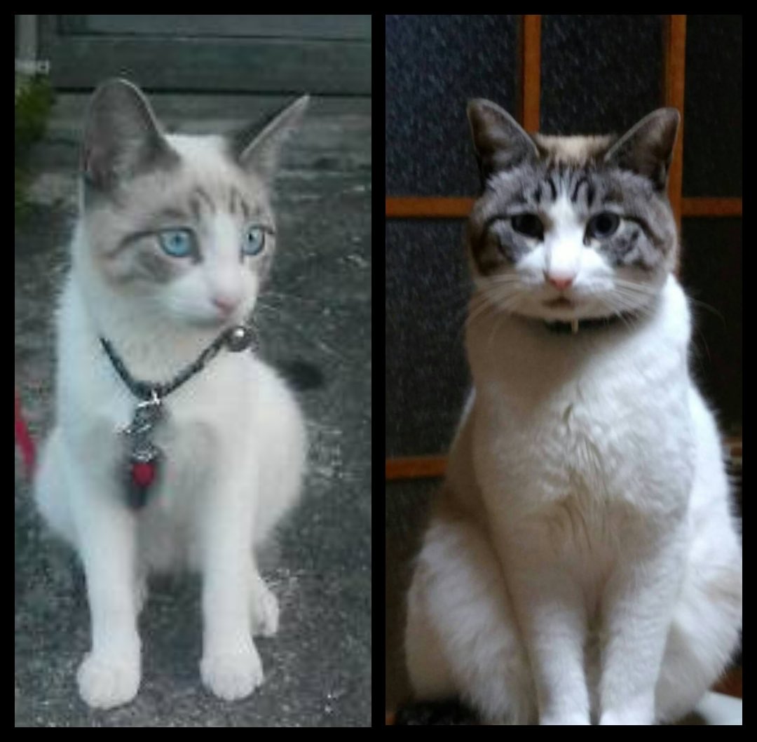 叔父が保護して育てた子も別猫になった？てくらいもちもちむちむちに育った