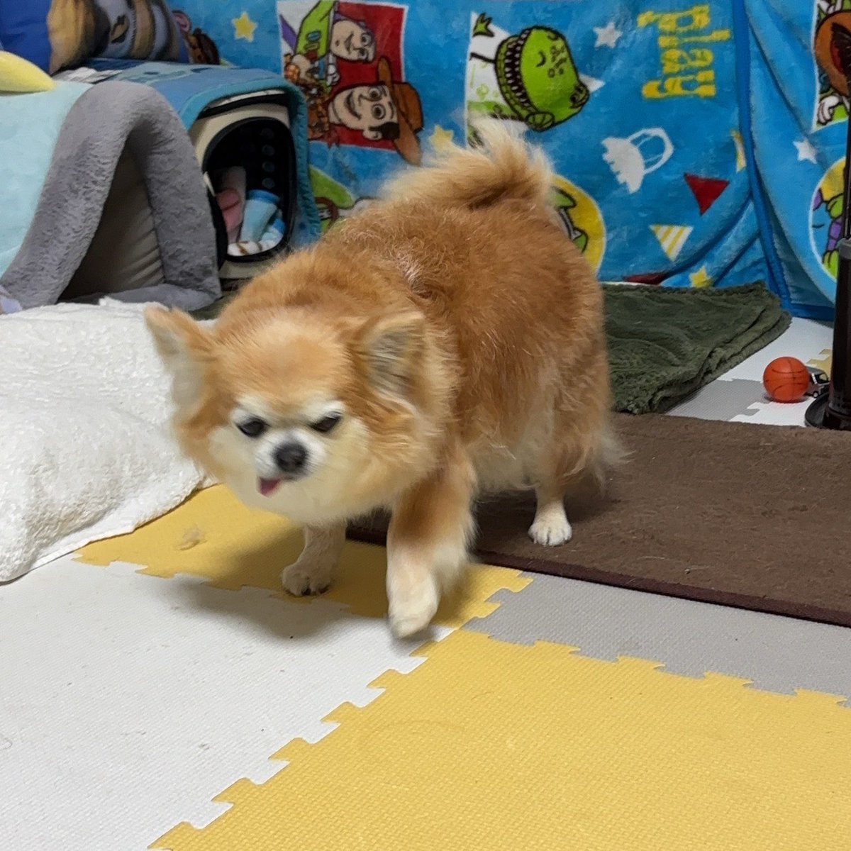 Post by チビ＆ココ｜Official 🐾 on X: チビちゃん🎶