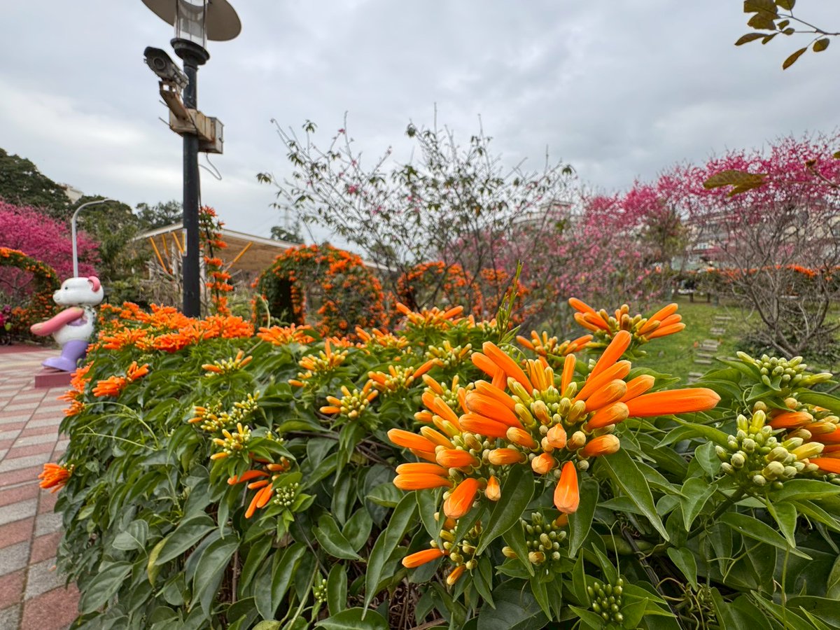 NewTaipeiGov's tweet photo. Spring is on the way in #NewTaipei! Taiwan cherry blossoms are blooming in #Yingge, followed by bright orange flame vines that resemble strings of lit firecrackers. Yongji Park is bursting with spring vitality. 🌸🌼 https://t.co/xACTuZvMuf