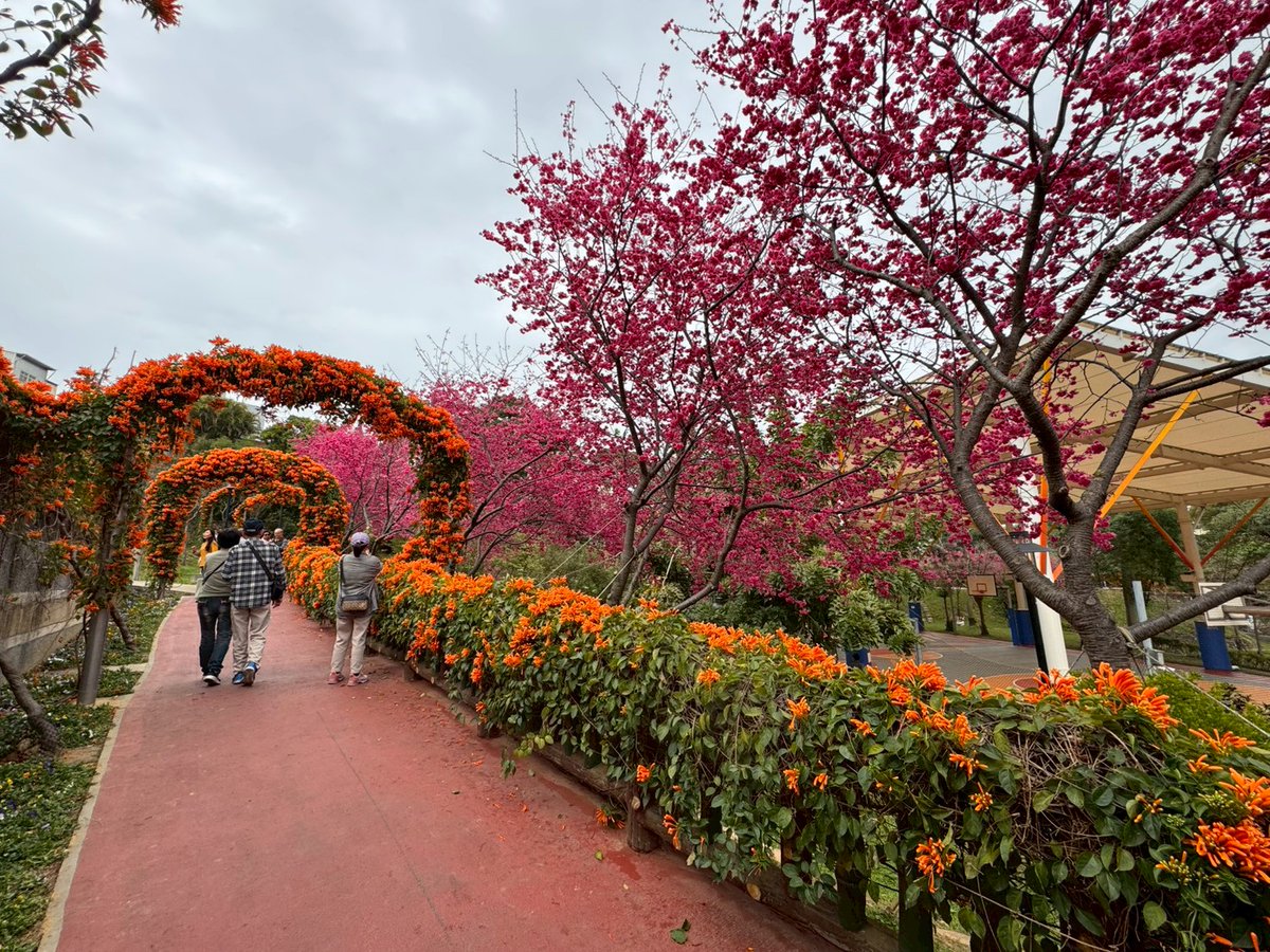 NewTaipeiGov's tweet photo. Spring is on the way in #NewTaipei! Taiwan cherry blossoms are blooming in #Yingge, followed by bright orange flame vines that resemble strings of lit firecrackers. Yongji Park is bursting with spring vitality. 🌸🌼 https://t.co/xACTuZvMuf