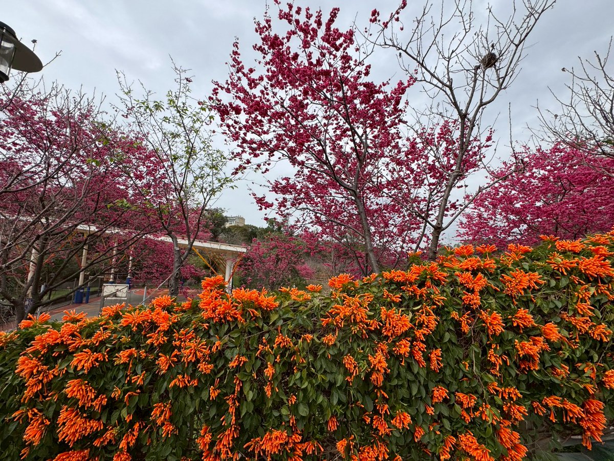 NewTaipeiGov's tweet photo. Spring is on the way in #NewTaipei! Taiwan cherry blossoms are blooming in #Yingge, followed by bright orange flame vines that resemble strings of lit firecrackers. Yongji Park is bursting with spring vitality. 🌸🌼 https://t.co/xACTuZvMuf