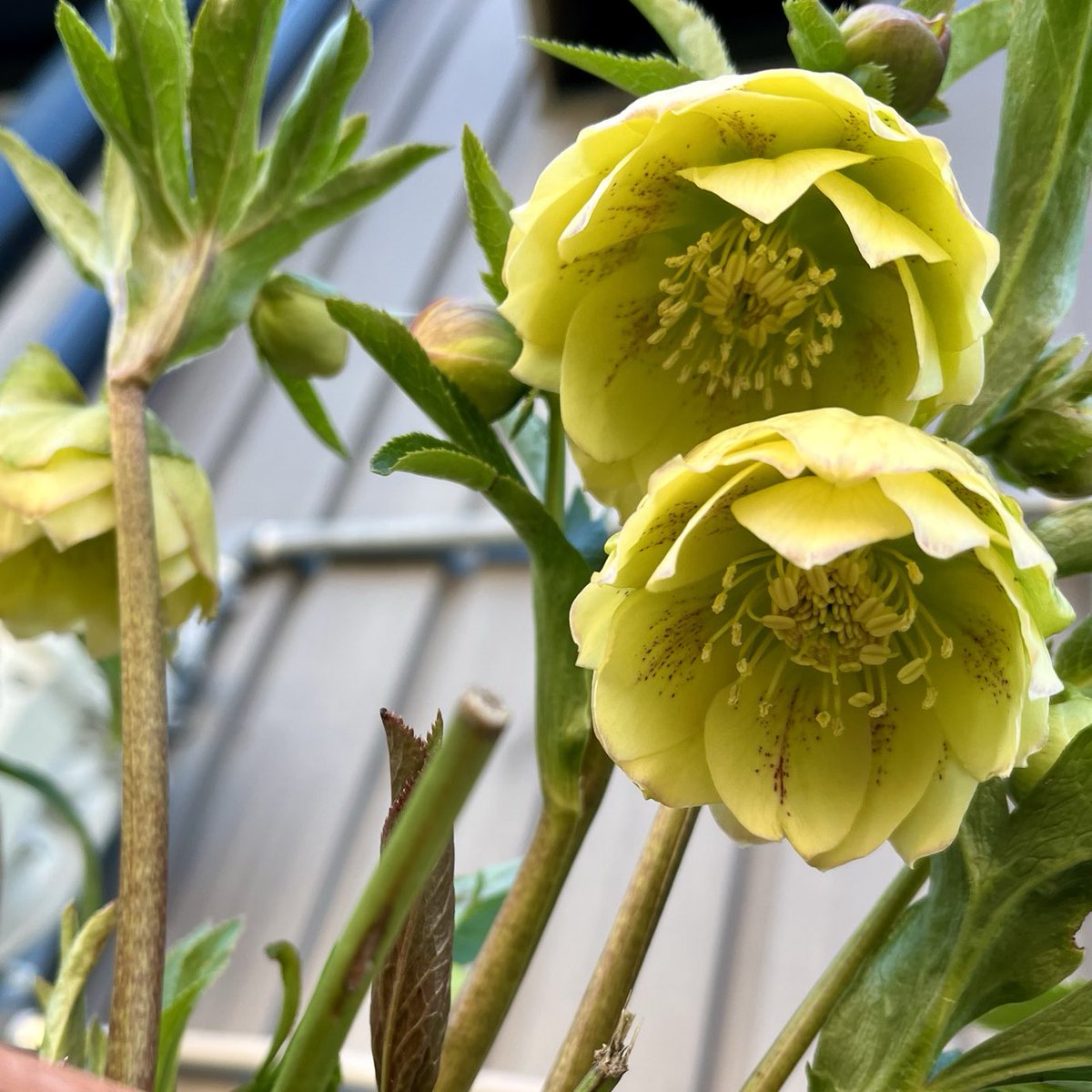 こんにちは、今朝からの，雨で、買い物を、先に済ませて来ました