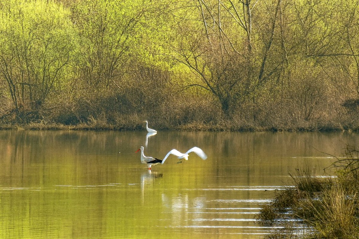 Bom dia! Paciência recompensada: entre reflexos e asas abertas, a vida encontra o seu próprio ritmo num enquadramento de natureza singular. Boa 4°f
#ruifototerapia 
#NoCoraçãodaBairrada
