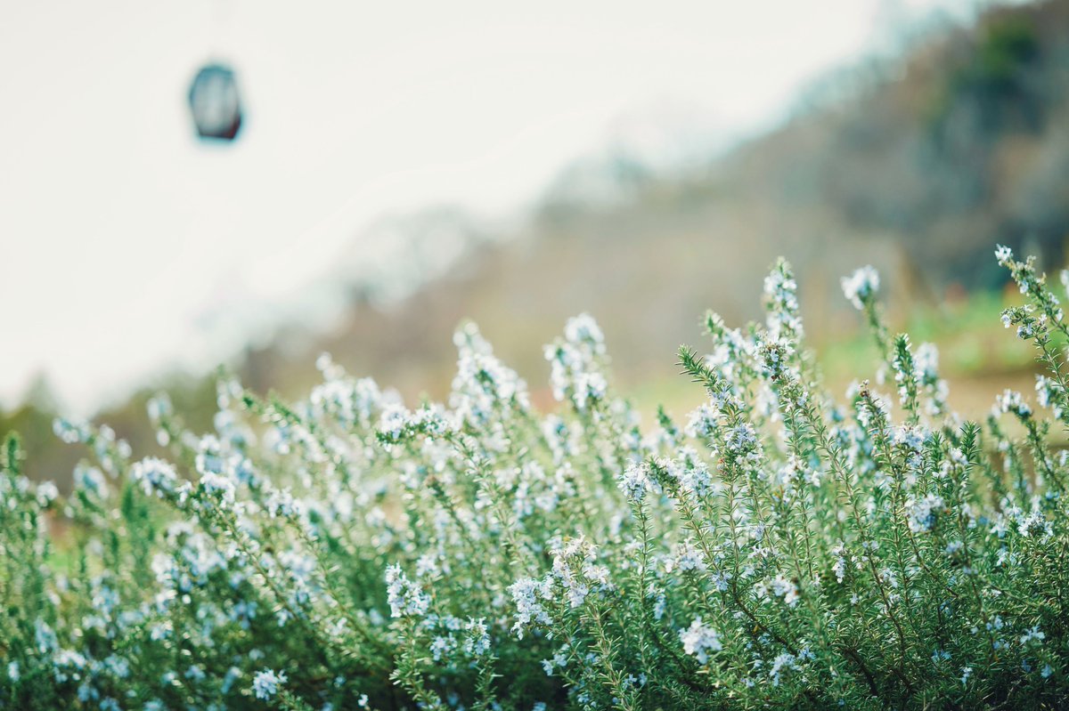 神戸布引ハーブ園/ロープウェイ【公式】 tweet media