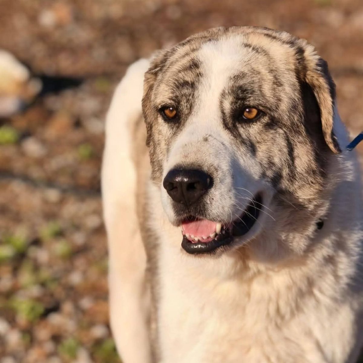 THOR SE HA ESCAPADO EN VILLAJOYOSA (ALICANTE)

Acababa de llegar a su casa de acogida y se ha escapado. Ha excavado un hoyo 

Está asustado y no conoce la zona.

Lleva un arnés rojo de tres puntos con una chapita con un número de teléfono 

647 899 308 o al 691 110 224