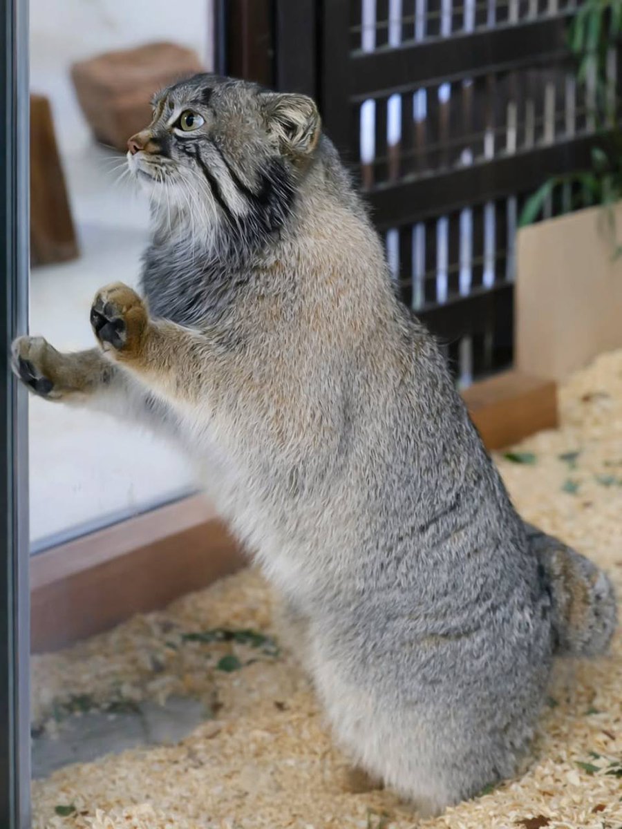 Daily Manul tweet media