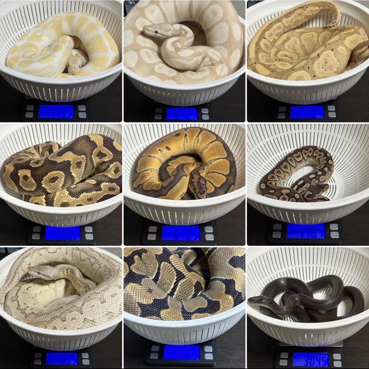 とまぴー🐍 tweet media