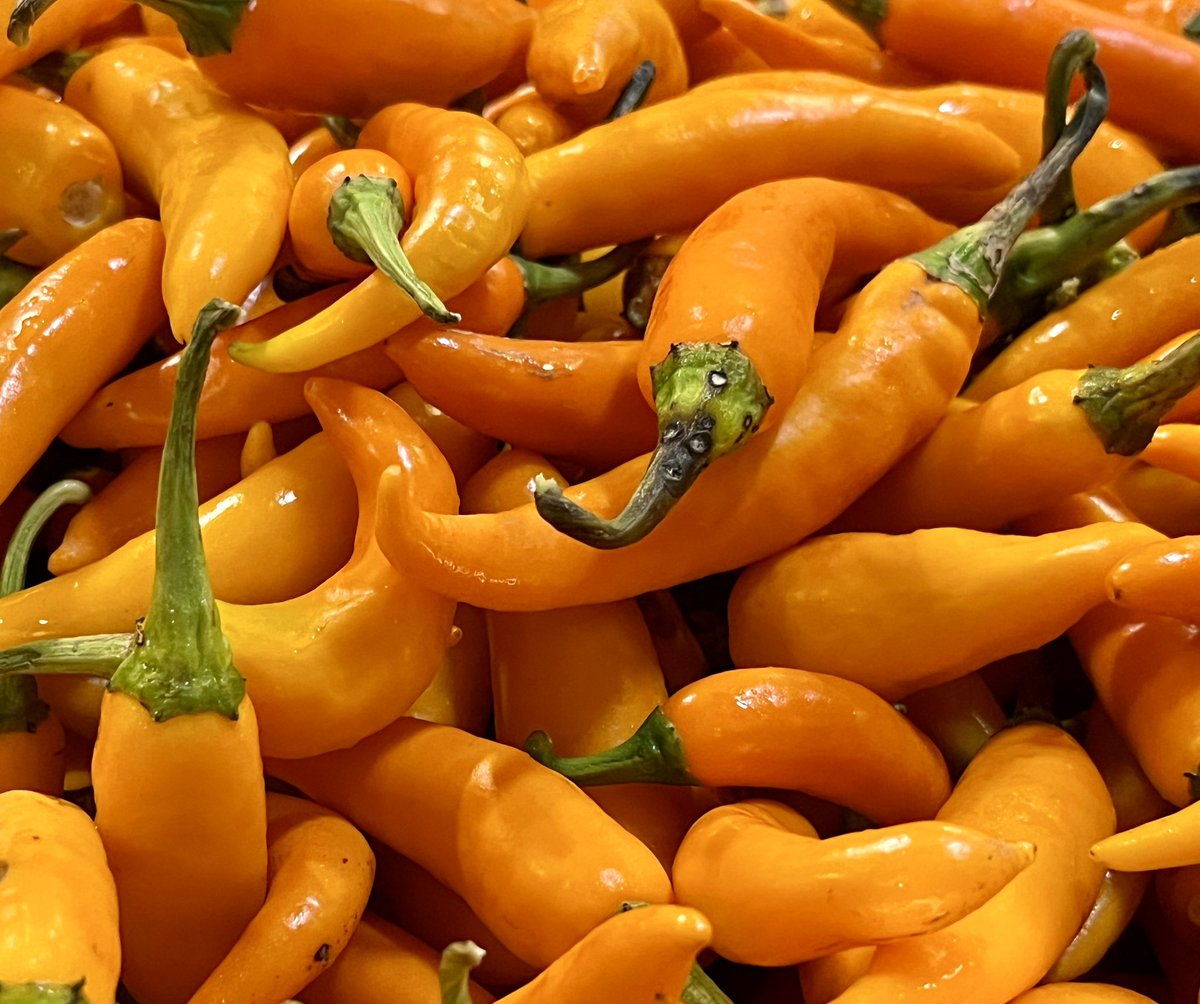 ThatDaengSauce's tweet photo. A mild morning. 😃

#Prik_luang #yellow_chili #spicy #chili #thailand #Bangkok #BKK #fermented #microbatch #fermentedproducts #artisan  #chilies #hotsauce https://t.co/wBGrGRWMsU