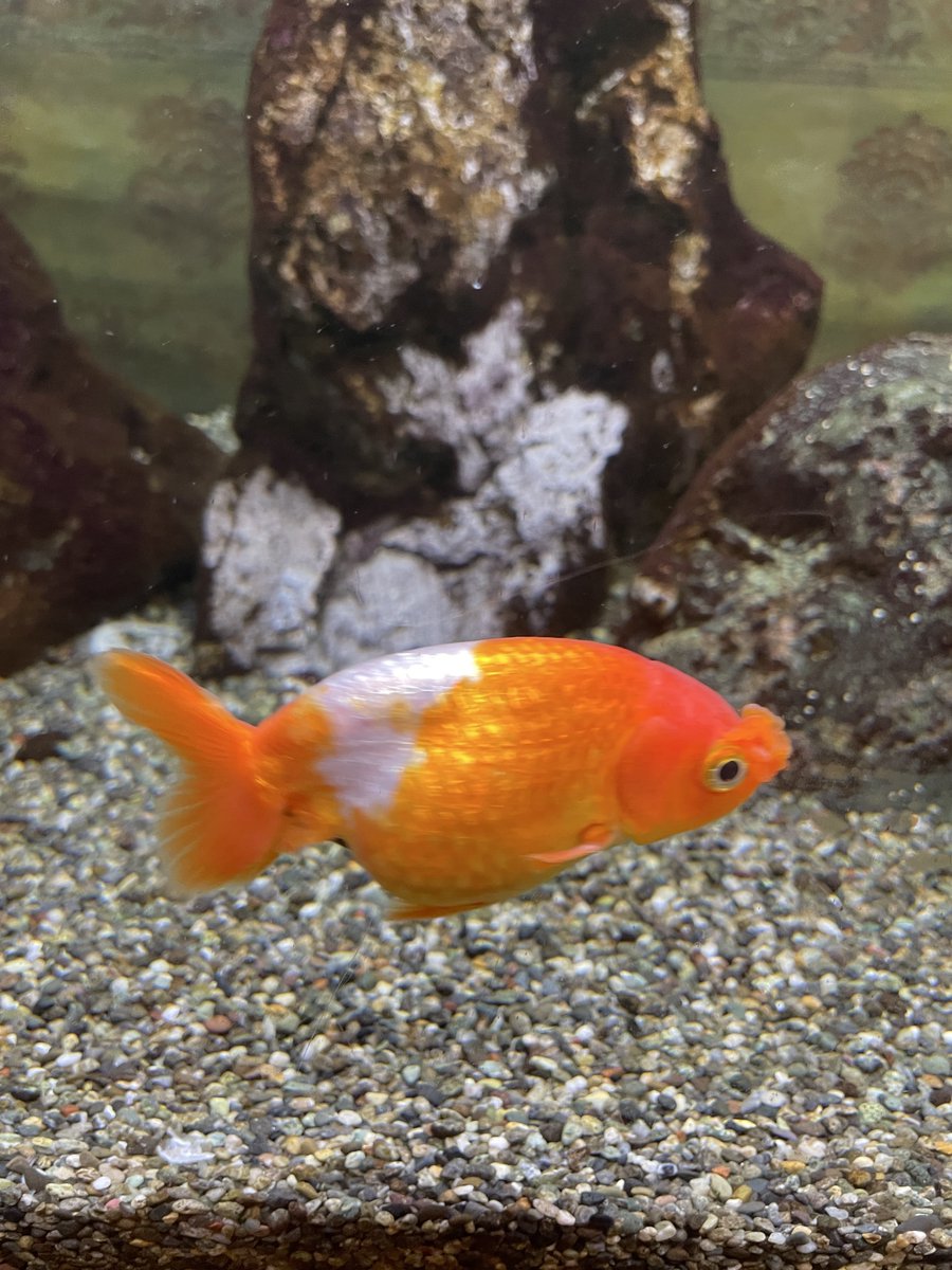 tsu2key's tweet photo. リハ中！
本日もお元気です🐟 https://t.co/nwrsujLIC5