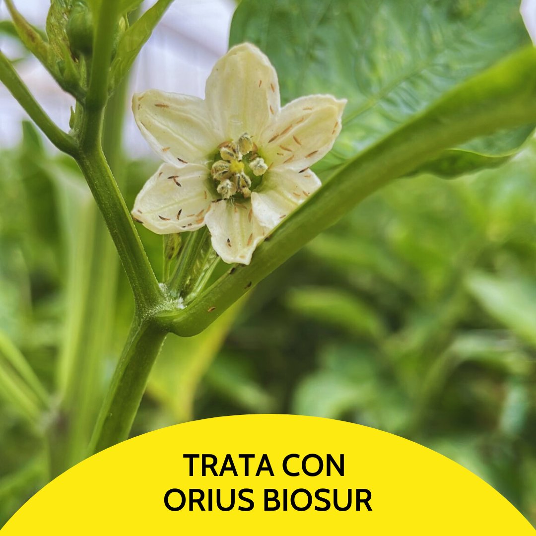 Biosur Productos Agrícolas tweet media