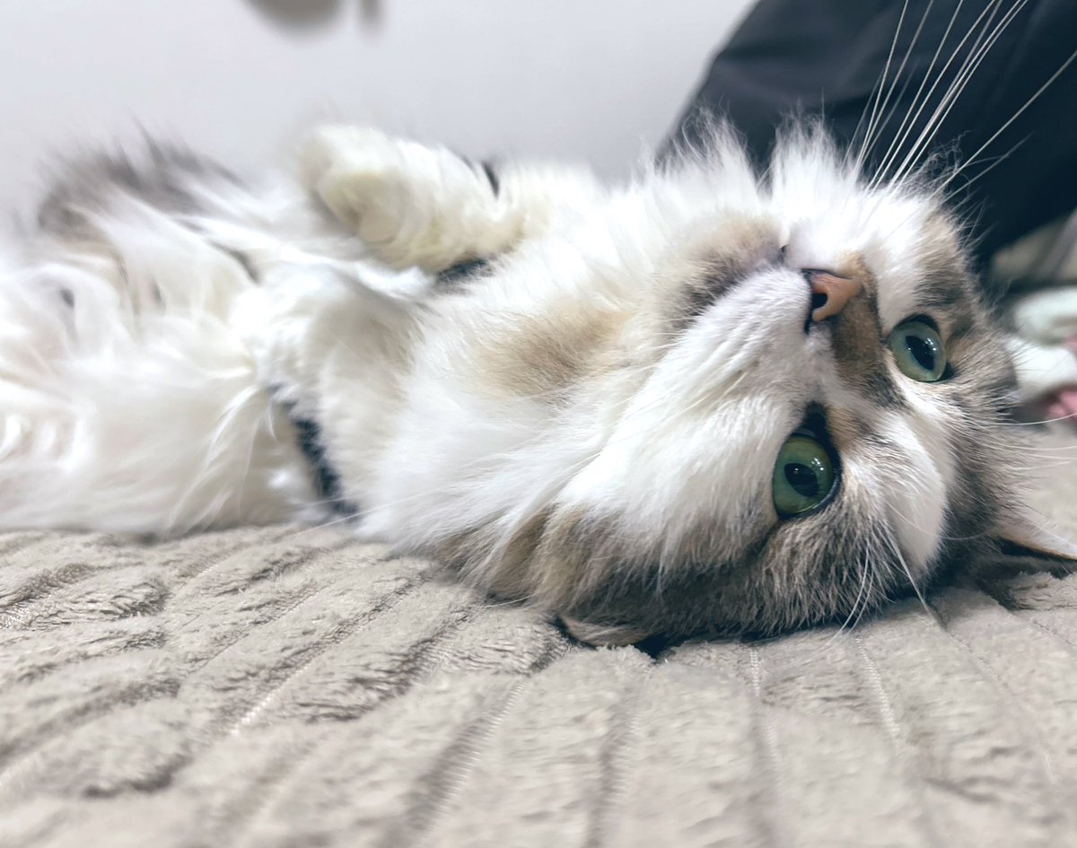 39度の熱と戦っております🥲

ふらふらなので、下がらなかったら明日はお休みになるかもです🙇‍♂️

超回復ー！！