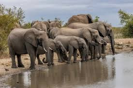 🔴In the rural communities of Kariba and the surrounding fishing camps along Lake Kariba, survival often depends on outrunning the wild.
newsday.co.zw/local-news/art…