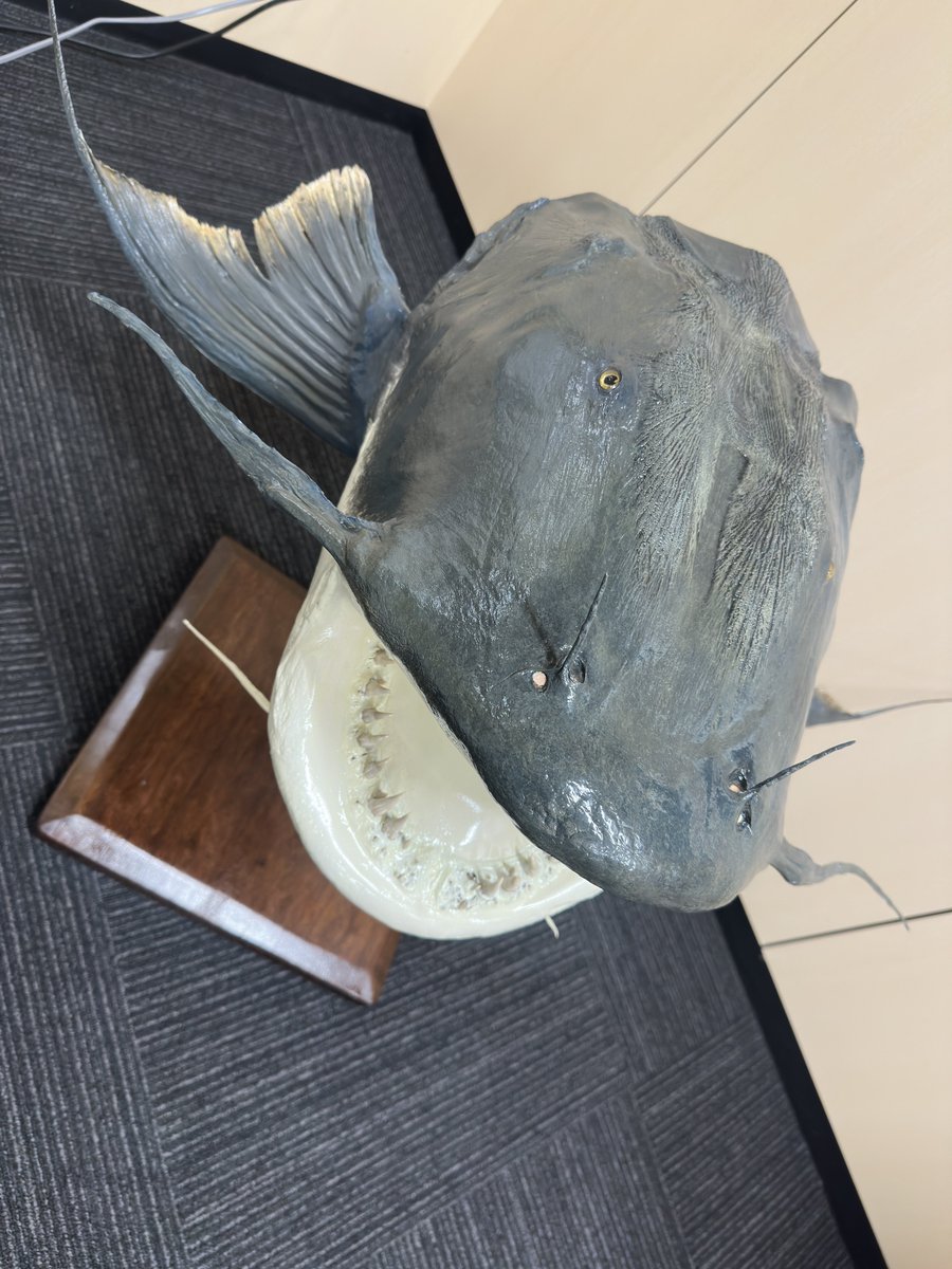 siegsige's tweet photo. グーンシュが送られてきた。
でかい！！！ https://t.co/sEEVXSMCwR