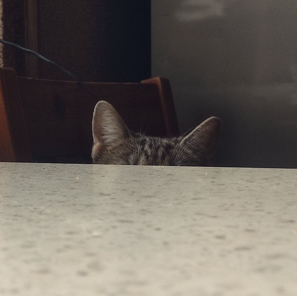 MyChildLucy's tweet photo. Who's that 👀
#cat https://t.co/TS7CWr90h6