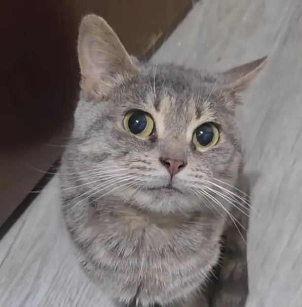 Fees are being donated to this cat

Just look how memeable she is 

$Dopey