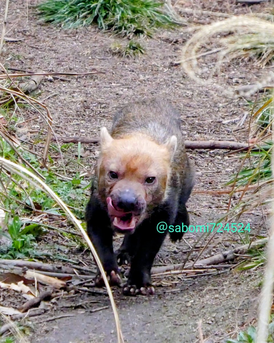 𝑚𝑎𝑟𝑢(ﾏﾙ) (@maru2022) / Posts / X