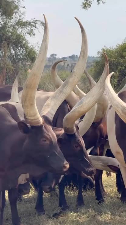 AIGP(Rtd) Asan Kasingye tweet media