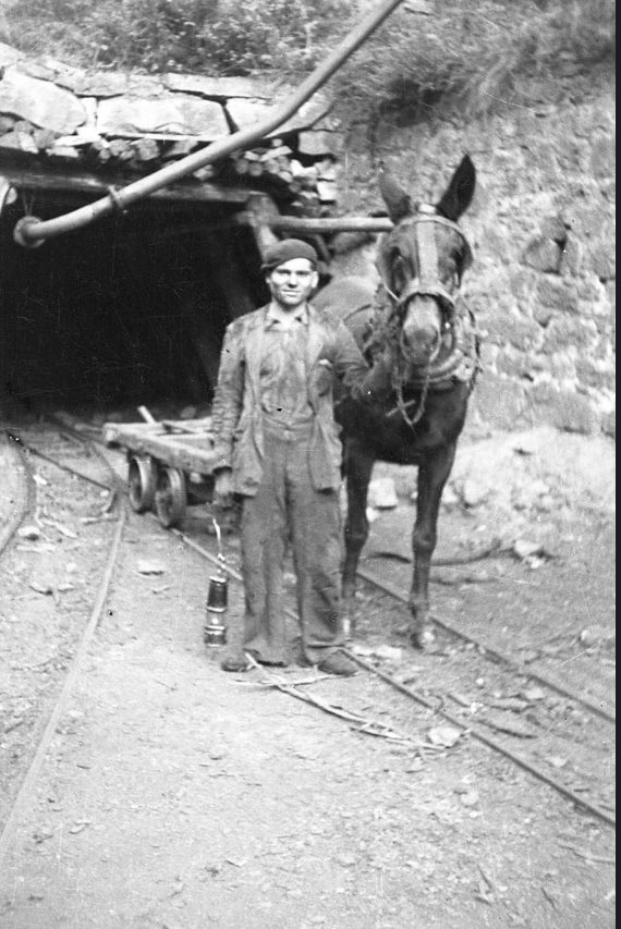 Minero con mula en bocamina en Turón.
Fotografía de José Muñiz.
Colección del Museo del Pueblo de Asturias.
