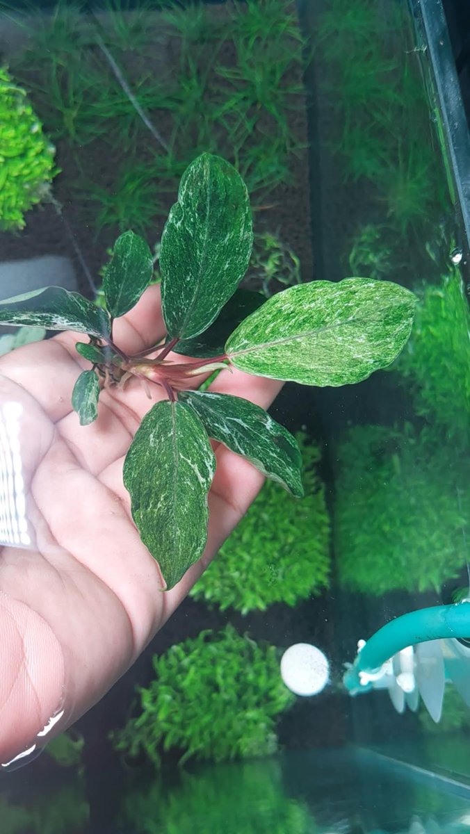 Jewelofborneo's tweet photo. Bucephalandra sp wagyu
100% guaranted stable genetic varigated.
Has cultivated 2,5 years and all still stable var.
✈️ shipping world wide
Your privacy is guaranteed!!
-
-
-
-
-
-
-
#bucephalandra #buce #jewelofborneo #jobb #aroid #ブセファランドラ #부세파란드라 #bucewagyu https://t.co/m3dlz2nPAQ