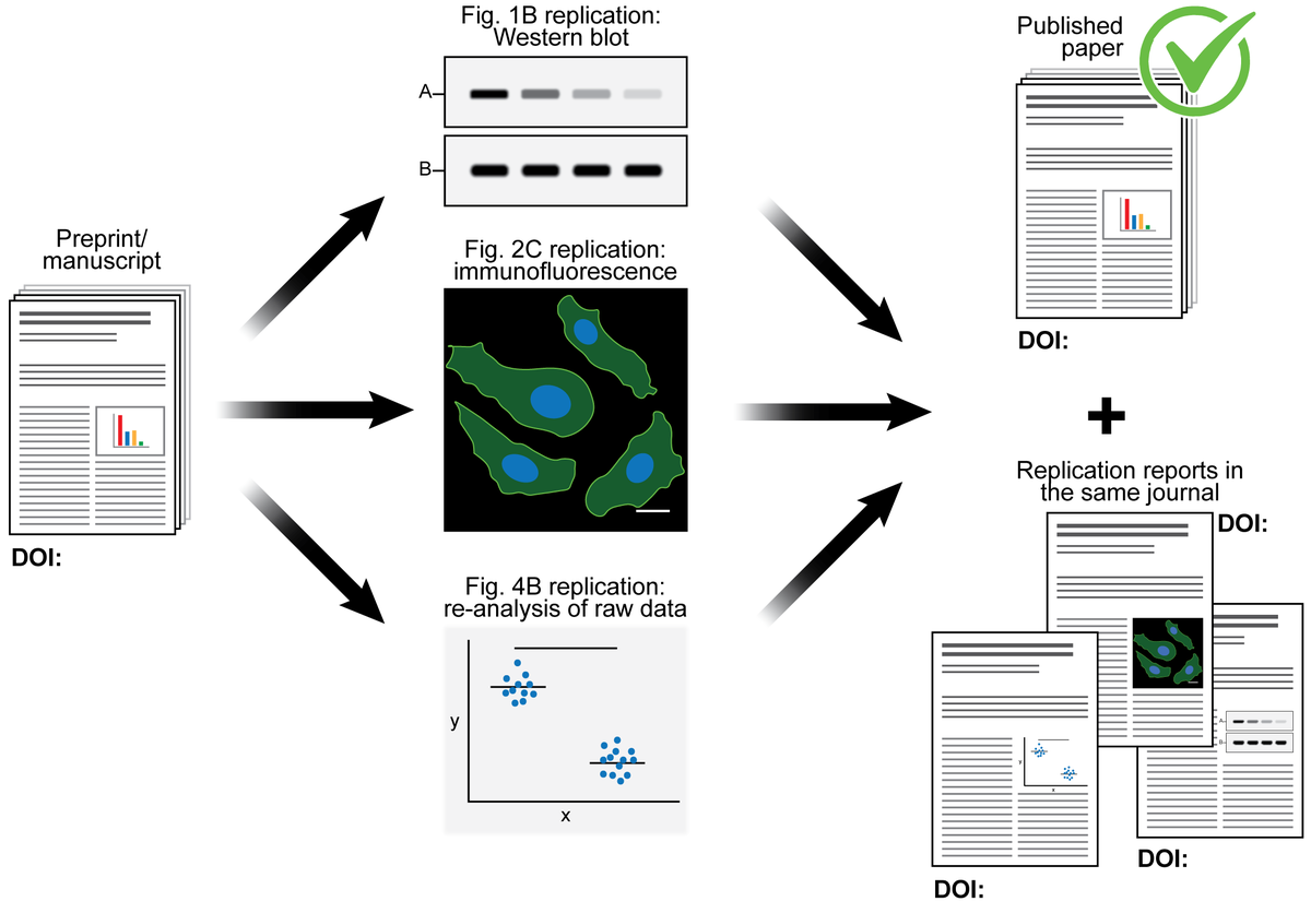 AndersReh's tweet photo. #ScientificPublishing is flawed with most published research unlikely to be #Reproducible.
Here, we propose #PeerReplication: an alternative or augmentation to #PeerReview, where key experiments are reproduced, adding robustness to published findings.
https://t.co/Qt7CsLcufr https://t.co/8x6DSuxjiZ